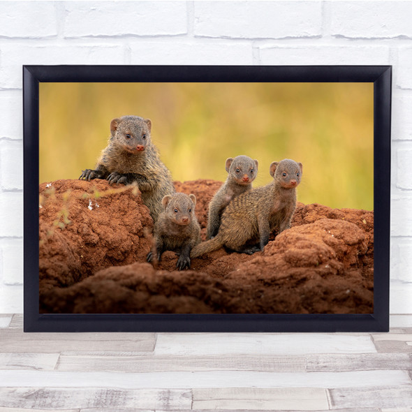 Wildlife Animal Bokeh Mongoose Family Group Wall Art Print