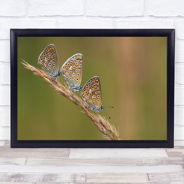 Butterfly Macro Nature Insect Ladies Party Wall Art Print