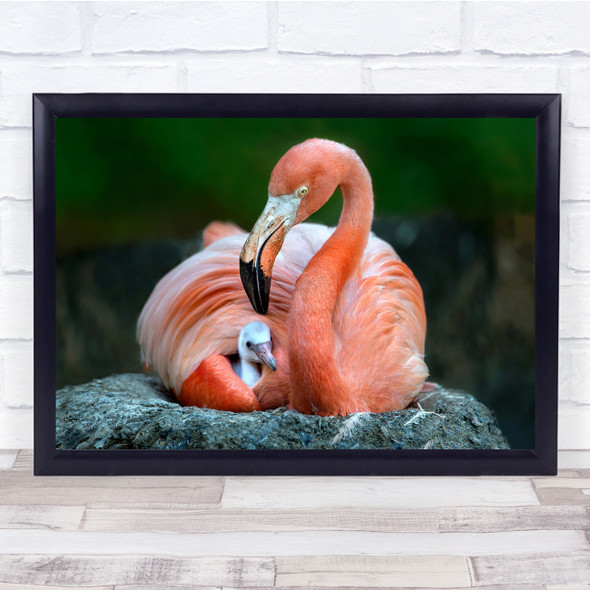 Flamingo Caribbean Birds Animals Neck Beak Wall Art Print