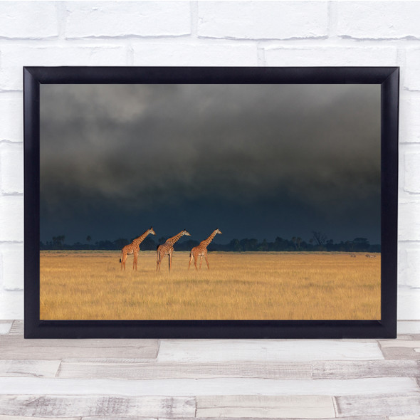 Giraffe Trio Africa Wildlife Nature Animal Wall Art Print