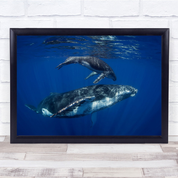 Humpback Whales, Reunion Island underwater Wall Art Print