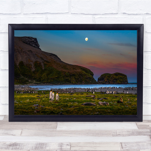 landscape Moonrise nature animals penguins Wall Art Print