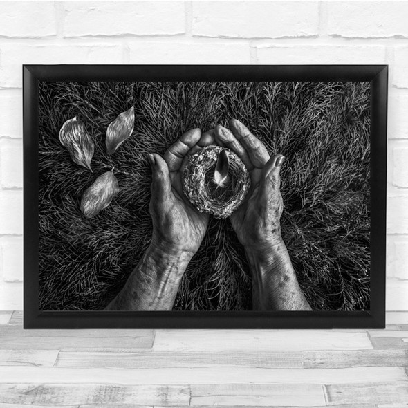 Old Hands Nest Feather Birds Black & White Wall Art Print