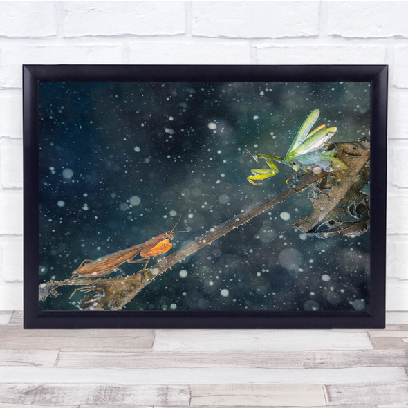 Praying mantis Insects B Macro Rain nature Wall Art Print