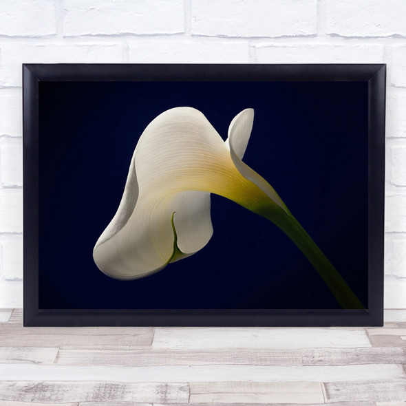 White Lily flower close up blue background Wall Art Print