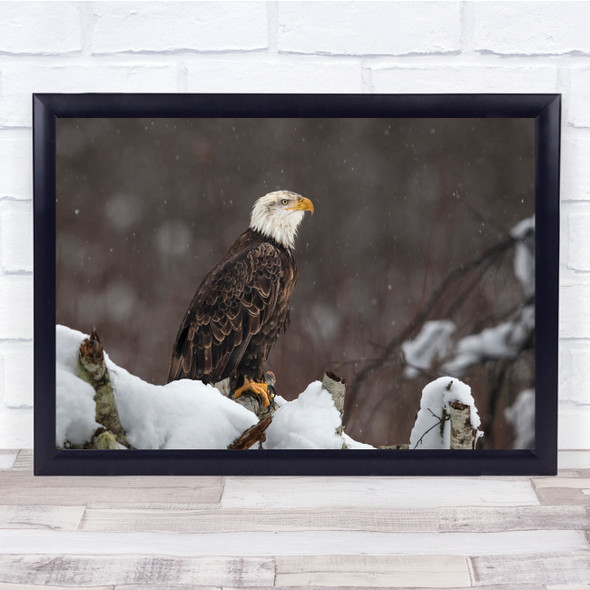 Wildlife Nature Animal Snowfall Eagle Bird Wall Art Print