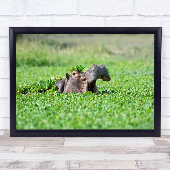 Hippo Africa Wildlife Nature Bath Bathing Wall Art Print