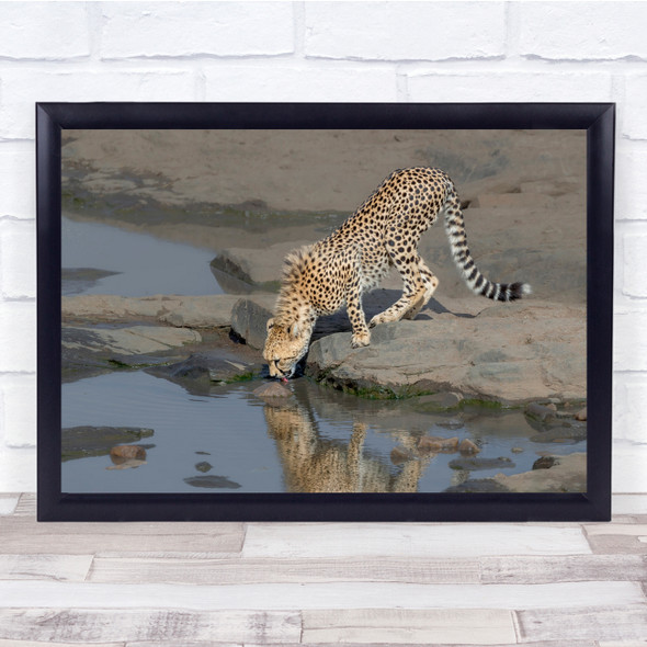 nature Waterhole Drinking Thirst Cheetahs Wall Art Print