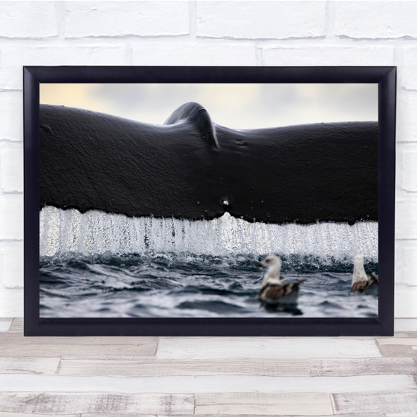 Waterfall Whale finn water birds wildlife Wall Art Print