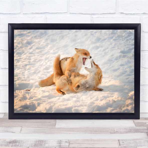 Wildlife Nature Foxes Red Winter fighting Wall Art Print