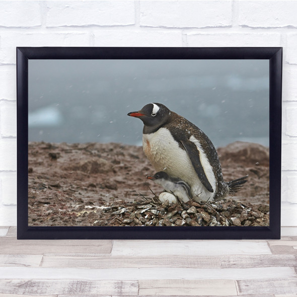 Chicks Birds Antarctica Penguins Harbour Wall Art Print