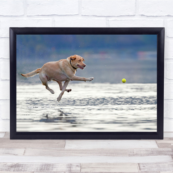 Dogs Action Ball Tennis Play Pets Animal Wall Art Print