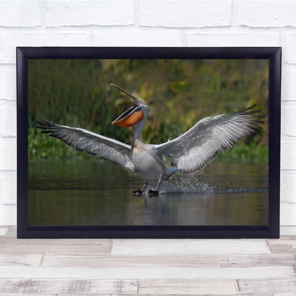 Panoramic Wildlife Nature Animal Pelican Wall Art Print