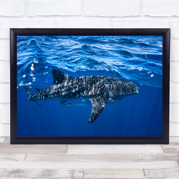 Shark Whaleshark Wildlife Sea Underwater Wall Art Print