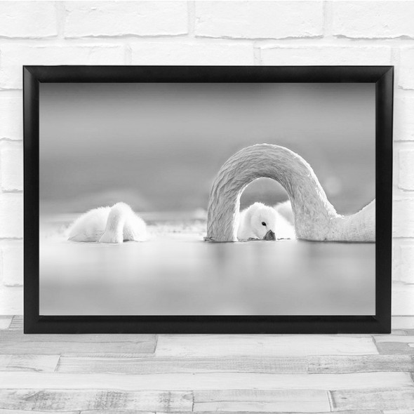 Swans Neck Black & White Ducklings Water Wall Art Print