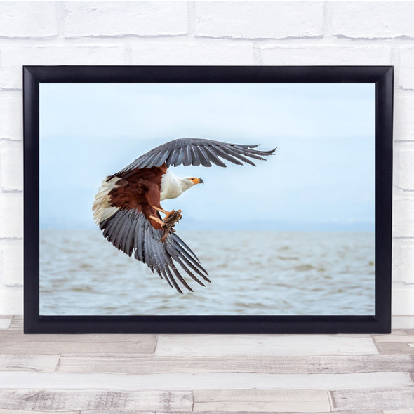 African Fish Eagle in flight action sea Wall Art Print