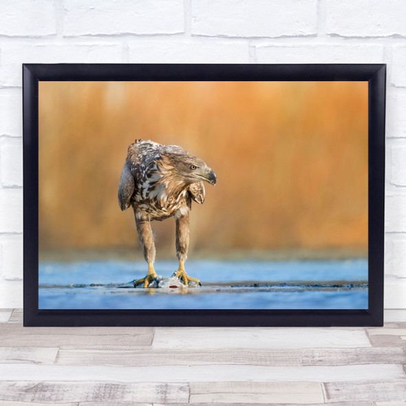 Eagle Bird Hungary Fish wildlife animal Wall Art Print