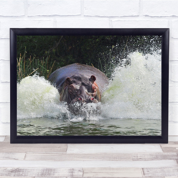 Hippo Africa Attack Charge River Splash Wall Art Print