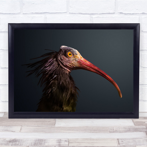 Animals Birds Beak No Background Funny Wall Art Print