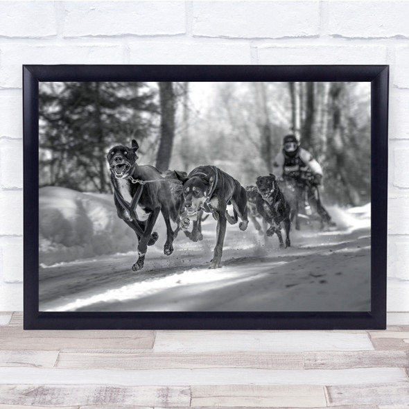 Race Dogs Snow Black White Person Sled Wall Art Print