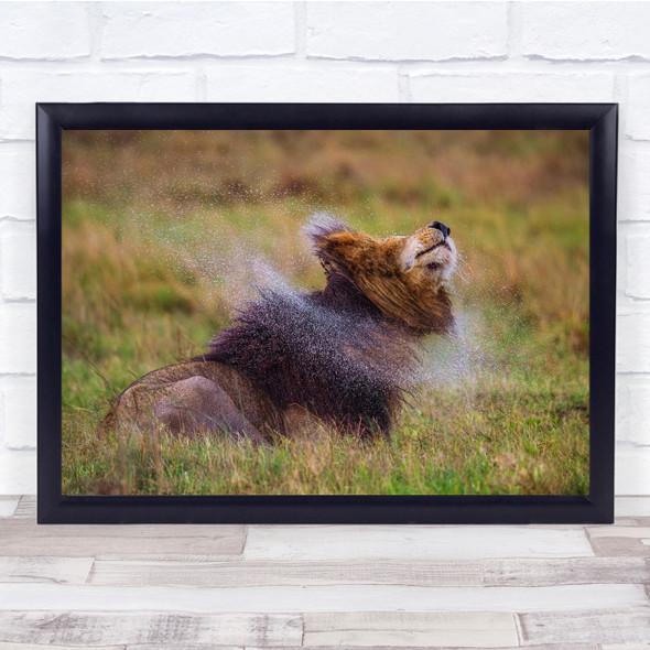 Shaking Water Wet Lion Feline Wildlife Wall Art Print