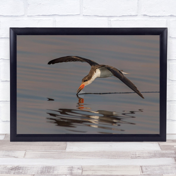 Skimmer Fishing bird flying reflection Wall Art Print