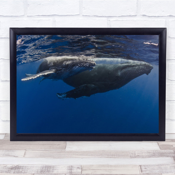 Humpback Whales, Reunion Island underwater Sealife Wall Art Print - PETTEX922385