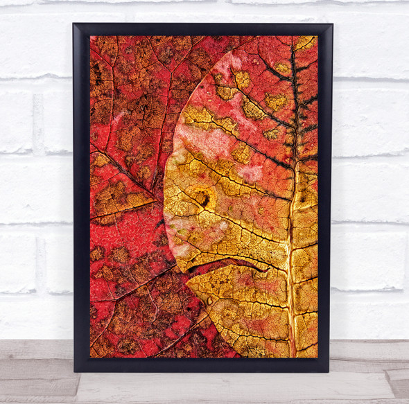 Closeup Autumn Colors Colourful Colour Red Leaf Leaves Fall Macro Wall Art Print