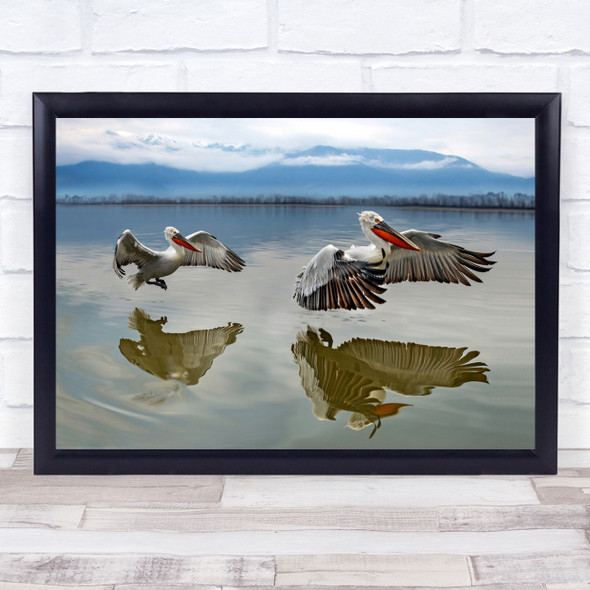 Greece Lake Kerkini Birds Wild Pelican reflection Wildlife Nature Wall Art Print