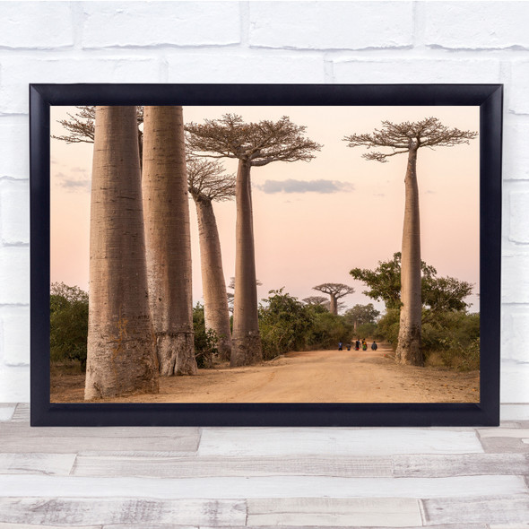 Madagascar Baobab Tranquillity Tree Trees Road Walk Walking Group Wall Art Print