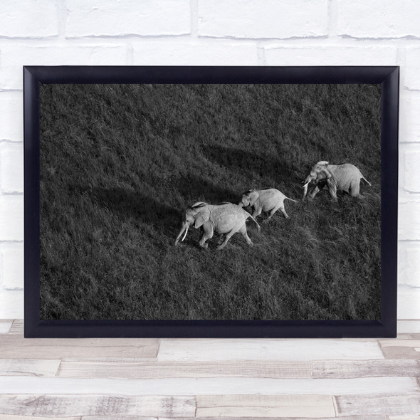 Africa Kenya Elephant Aerial Helicopter Elephants Black White Trio Family Print