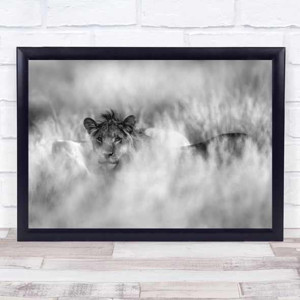 Lion Africa Safari Wildlife Wild Nature Animal Animals Gaze Black & White Print