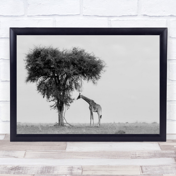 Giraffe Africa Black & White Lonely Tree Panorama Wildlife Wild Animal Print