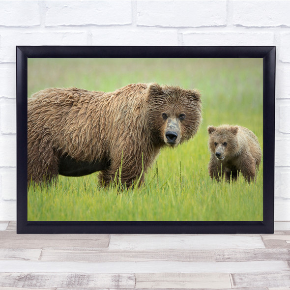 Alaska Bear Cub Cubs Brown Bears Us USA United States America Wall Art Print