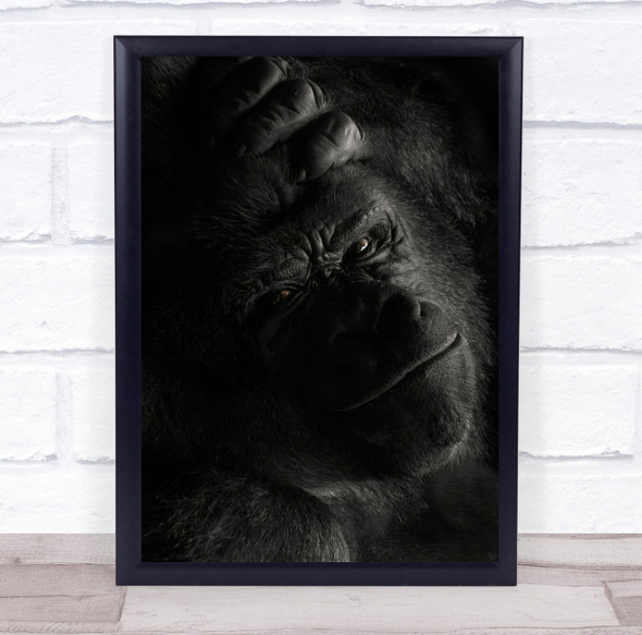 Animal Bokito Gorilla Silverback Animals Face Ape Apes Monkey Wall Art Print