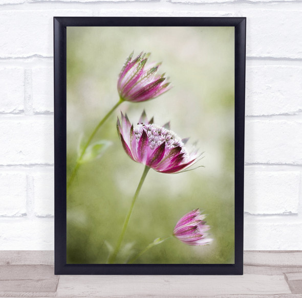 Astrantia Masterwort Macro Bokeh Flower Flowers Delicate Soft Wall Art Print