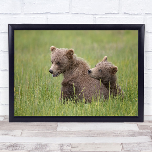 Bear Cub Alaska Wildlife Nature Cute Playful Brown Bears Cubs Wall Art Print