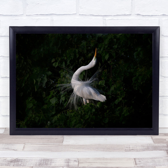 Bird Egret Mating Great Birds Dark Low Key Low-Key Neck Proud Wall Art Print