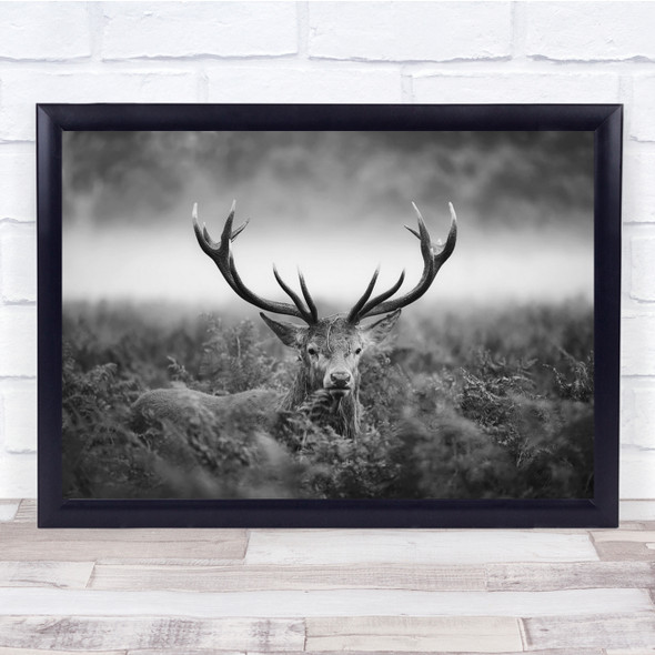 Black & White Animals Wildlife Nature Antlers Field Stag Deer Wall Art Print