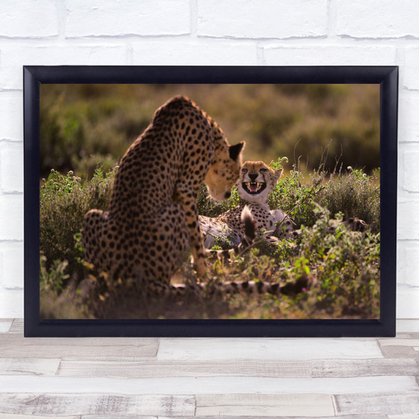 Cheetah Feline Fangs Roar Wildlife Wild Nature Animal Animals Wall Art Print
