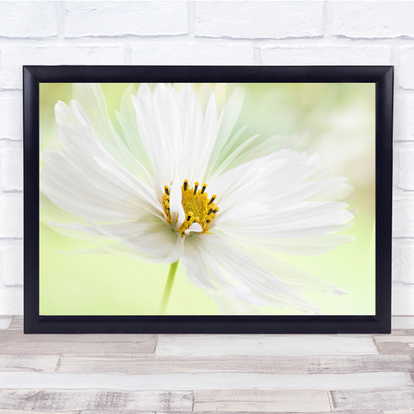 Cosmos Flower Flora Bloom Close-Up Floral Flowers Green Macro Wall Art Print