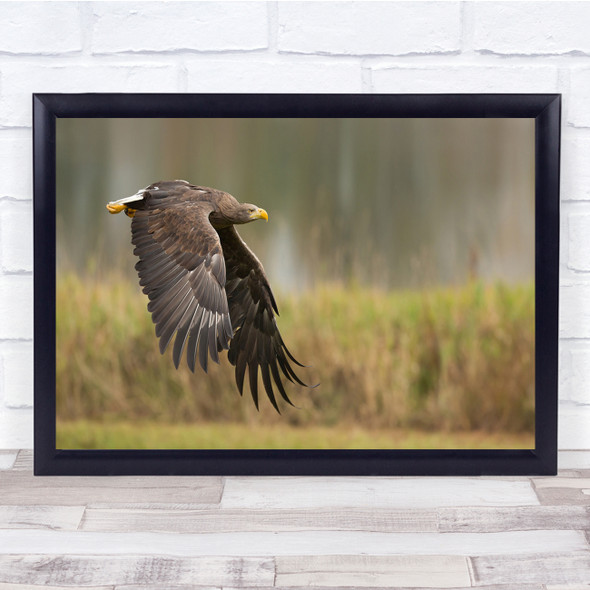 Eagle Bird Flight Nature Fly Predator Wings Wildlife Panorama Wall Art Print