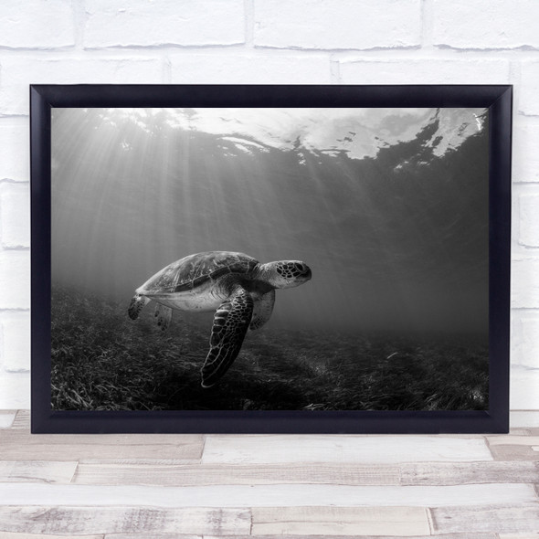 Green Sea Turtle Underwater New Caledonia Turtles Marine Life Wall Art Print