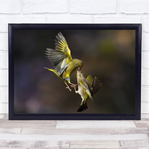 Kiss Wildlife Birds Fight Attack Flight Fly Flying Wings Wild Wall Art Print