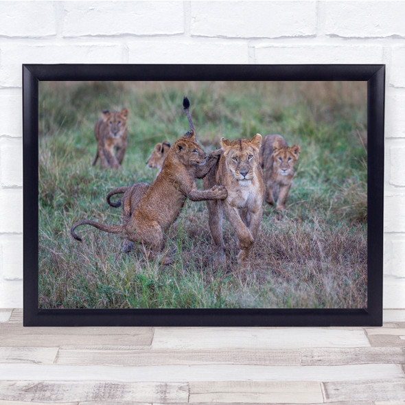 Lions Lion Lioness Cub Cute Baby Wildlife Wild Nature Animals Wall Art Print