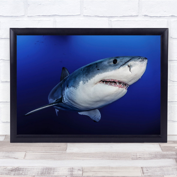 Shark Sharks Fangs Fang Mouth Teeth Face Close-Up Blue Danger Wall Art Print