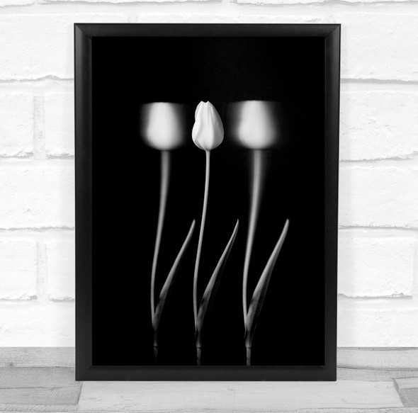 Tulip Flower Studio Tulips Dark Low Key Low-Key Flowers Flora Wall Art Print