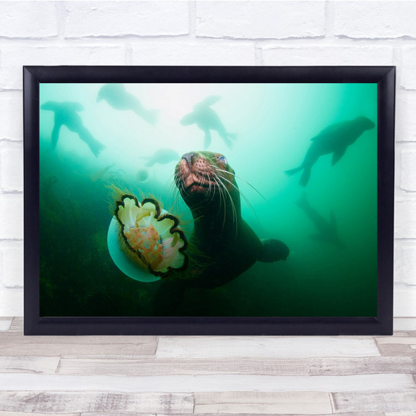 Underwater Sea Lion Jellyfish Bering Russia Kamchatka The Toy Wall Art Print