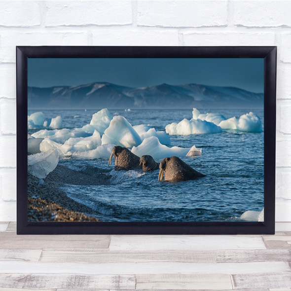 Walrus Svalbard Ice Arctic Autumn Family Walruses Cold Winter Wall Art Print