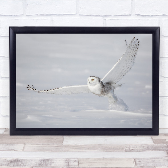 Wildlife Wild Nature Animal Animals Bird Birds Snowy Owl Owls Wall Art Print